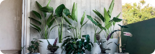 Nursery, pots, and gardening